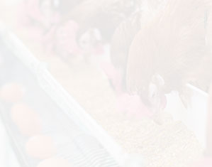 獸藥系列產(chǎn)品