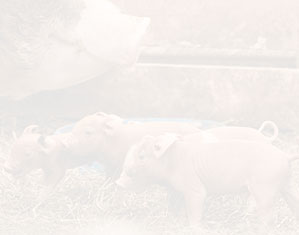 飼料系列產(chǎn)品